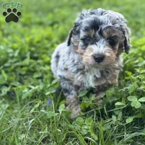 Moana, Mini Bernedoodle Puppy